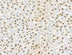 Phospho-SRC (Ser17) Antibody in Immunohistochemistry (Paraffin) (IHC (P))