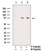 Phospho-Ku70 (Ser520) Antibody in Western Blot (WB)