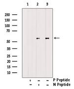 Phospho-Cyclin B1 (Ser116) Antibody in Western Blot (WB)