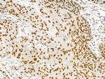 Phospho-MKP-1 (Ser359) Antibody in Immunohistochemistry (Paraffin) (IHC (P))