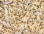 Phospho-MKP-1 (Ser359) Antibody in Immunohistochemistry (Paraffin) (IHC (P))