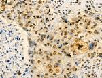 Phospho-MKP-1 (Ser359) Antibody in Immunohistochemistry (Paraffin) (IHC (P))