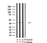 Phospho-MKP-1 (Ser359) Antibody in Western Blot (WB)