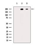 Phospho-MYH9 (Ser1943) Antibody in Western Blot (WB)