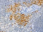 Phospho-c-Mpl (Tyr626) Antibody in Immunohistochemistry (Paraffin) (IHC (P))