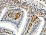 Phospho-c-Mpl (Tyr626) Antibody in Immunohistochemistry (Paraffin) (IHC (P))