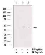 Phospho-Rad52 (Tyr104) Antibody in Western Blot (WB)