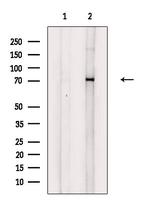 Phospho-Syk (Tyr352) Antibody in Western Blot (WB)