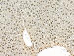 Phospho-TOB1 (Ser164) Antibody in Immunohistochemistry (Paraffin) (IHC (P))