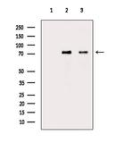 Phospho-IRAK1 (Thr100) Antibody in Western Blot (WB)