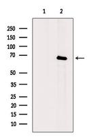 Phospho-IRAK1 (Thr100) Antibody in Western Blot (WB)