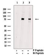 Phospho-STXBP1 (Ser313) Antibody in Western Blot (WB)