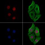 Phospho-FOXM1 (Ser35) Antibody in Immunocytochemistry (ICC/IF)