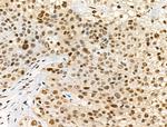 Phospho-PPIG (Ser376) Antibody in Immunohistochemistry (Paraffin) (IHC (P))