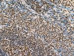 Phospho-PPIG (Ser376) Antibody in Immunohistochemistry (Paraffin) (IHC (P))