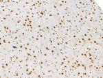 Phospho-PPIG (Ser376) Antibody in Immunohistochemistry (Paraffin) (IHC (P))