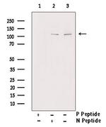 Phospho-PPIG (Ser376) Antibody in Western Blot (WB)