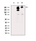 Phospho-ATR (Thr1989) Antibody in Western Blot (WB)