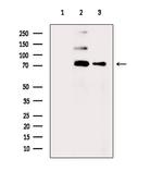 Phospho-BRK (Tyr447) Antibody in Western Blot (WB)