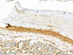 Phospho-RAPGEF1 (Thr1071) Antibody in Immunohistochemistry (Paraffin) (IHC (P))