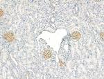 Phospho-RAPGEF1 (Thr1071) Antibody in Immunohistochemistry (Paraffin) (IHC (P))