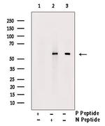 Phospho-RUNX2 (Ser340) Antibody in Western Blot (WB)