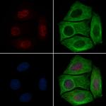 Phospho-RUNX2 (Ser340) Antibody in Immunocytochemistry (ICC/IF)