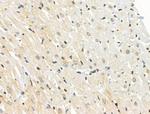 Phospho-RUNX2 (Ser340) Antibody in Immunohistochemistry (Paraffin) (IHC (P))