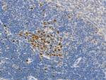 Phospho-RUNX2 (Ser340) Antibody in Immunohistochemistry (Paraffin) (IHC (P))