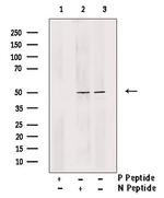 Phospho-MNK1 (Thr250, Thr255) Antibody in Western Blot (WB)