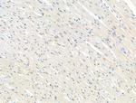 Phospho-NUDC (Ser326) Antibody in Immunohistochemistry (Paraffin) (IHC (P))