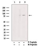 Phospho-TACC3 (Ser558) Antibody in Western Blot (WB)