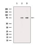 Phospho-ATF6 (Thr166) Antibody in Western Blot (WB)