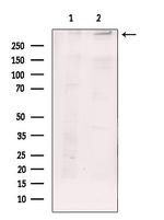 RyR3 Antibody in Western Blot (WB)