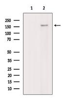 SOS1 Antibody in Western Blot (WB)