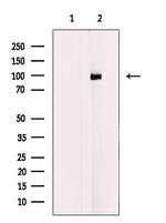 PCAF Antibody in Western Blot (WB)