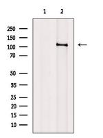 PCAF Antibody in Western Blot (WB)