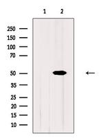 Naked2 Antibody in Western Blot (WB)