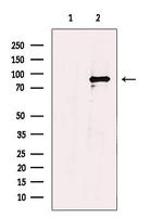 TrkA/TrkB Antibody in Western Blot (WB)