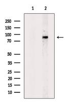 c-Mpl Antibody in Western Blot (WB)