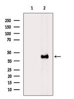 Rad52 Antibody in Western Blot (WB)