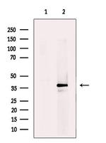 TOB1 Antibody in Western Blot (WB)