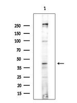 TOB1 Antibody in Western Blot (WB)