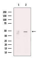 PSMC5 Antibody in Western Blot (WB)