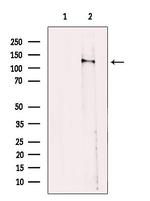 PPIG Antibody in Western Blot (WB)