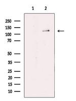 RAPGEF1 Antibody in Western Blot (WB)