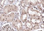 BMP-7 Antibody in Immunohistochemistry (Paraffin) (IHC (P))