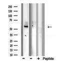 BMP-7 Antibody in Western Blot (WB)