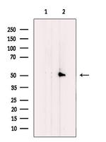 BMP-7 Antibody in Western Blot (WB)