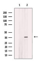 Aquaporin 0 Antibody in Western Blot (WB)